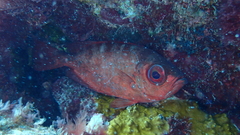 Priacanthus arenatus