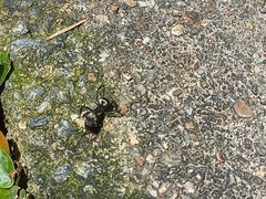Camponotus sericeiventris