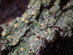 Icmadophila ericetorum