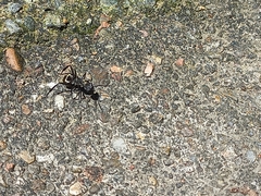 Camponotus sericeiventris