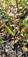 Lachenalia lactosa