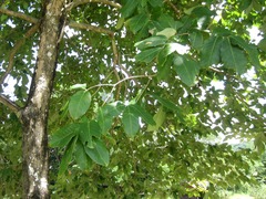 Lagerstroemia speciosa