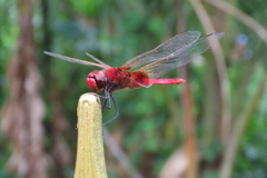 Urothemis signata