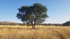 Vachellia erioloba