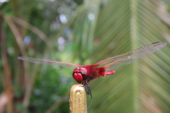 Urothemis signata