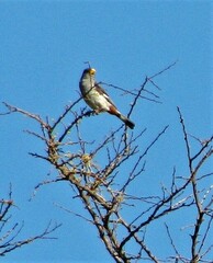Catamenia analis