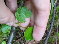 Hydrocotyle americana