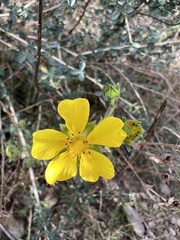 Potentilla erecta