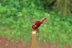Urothemis signata