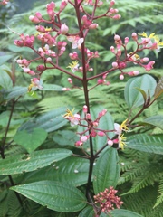 Miconia mexicana