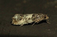 Notocelia rosaecolana