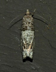 Notocelia rosaecolana