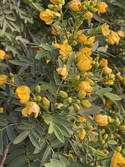 Senna pendula glabrata