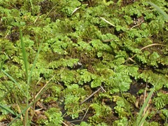 Salvinia cucullata