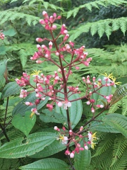 Miconia mexicana