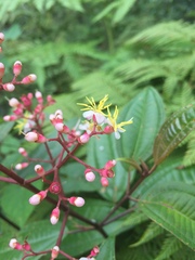 Miconia mexicana