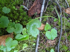 Hydrocotyle americana