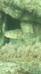 Parablennius sanguinolentus