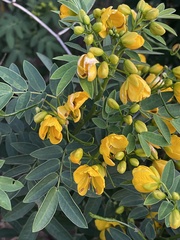 Senna pendula glabrata