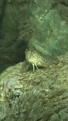 Parablennius sanguinolentus