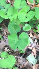 Petasites pyrenaicus