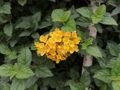 Lantana