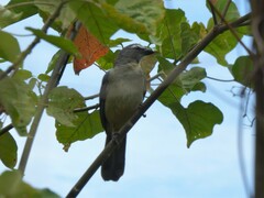 Saltator coerulescens