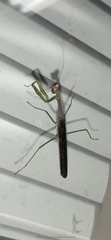 Mantidae