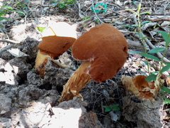 Battarrea phalloides