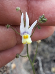 Nemesia cheiranthus