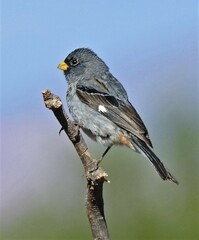 Catamenia analis