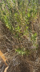 Dittrichia viscosa