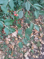 Cotoneaster franchetii