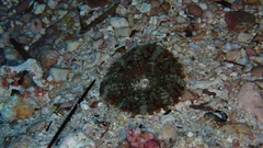 Actinostella flosculifera