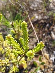 Oedera uniflora