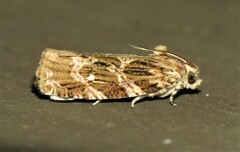 Phaecasiophora confixana