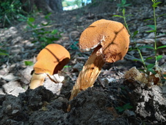 Battarrea phalloides