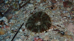 Actinostella flosculifera