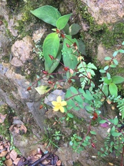 Hypericum collinum