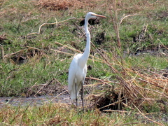 Ardea alba melanorhynchos