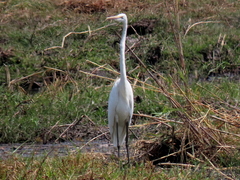 Ardea alba melanorhynchos