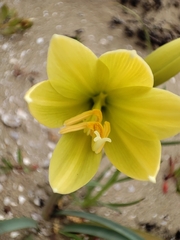 Zephyranthes bagnoldii