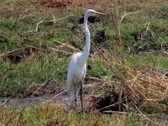 Ardea alba melanorhynchos