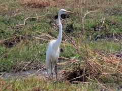 Ardea alba melanorhynchos