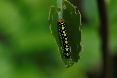 Choaspes hemixanthus