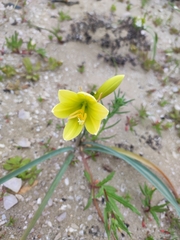 Zephyranthes bagnoldii