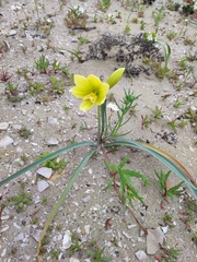 Zephyranthes bagnoldii