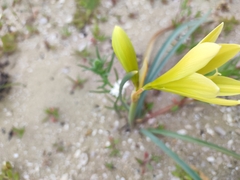 Zephyranthes bagnoldii