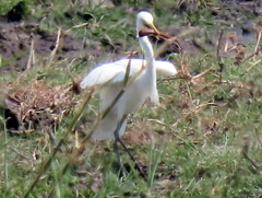 Ardea alba melanorhynchos