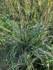 Dactylis glomerata